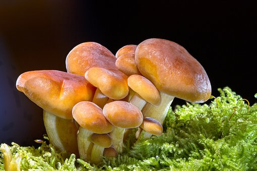 organic mushroom gummies